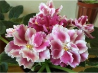 几款艳丽的花卉，漂亮又好闻，开花勤还爱爆盆