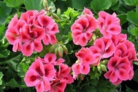 养花试试此几款，开花勤还爱爆盆，新手也能养得很好