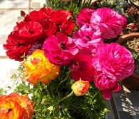 几款花卉，花艳易爆盆，养护简单，越热开花越多