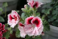 4种花一养就上瘾，花美不输玫瑰，对待新手很友好