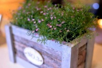 4款花号称爆盆神器，花量超多，开花勤，养护很简单