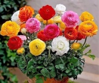 仙气十足的几种花，迷人的花朵，养在家里超美的