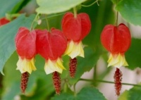 4种花开花频繁，种植简单，是超优秀的花卉