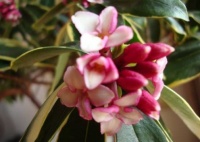 养花就养此4种，开花早花期长，花色美丽，值得养护