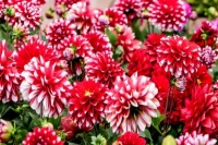 几款花卉，开花繁盛香气怡人，一开就是大半年