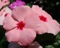 4种花堪称花中仙子，一年到头都开花，花色绚丽超耀眼