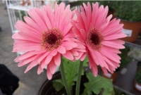 超仙的4种花，花美似玫瑰，花香胜兰花，养起来很简单