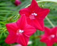 此几款花卉，好养易爆盆，养在家里四季有花开，花香四溢飘满屋