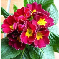 家庭养花选它，开花朵朵，家里变成一片花海