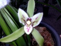 中天易学赏析革命家孙中山的波澜壮阔的人生