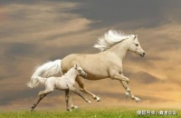 心理学：你觉得哪匹马是千里马？秒测出你的人生转折点在哪里