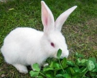 俗语“兔子不吃窝边草”，下半句暴露人性阴暗，令人气愤