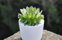 聪明的老实人，有三个优点