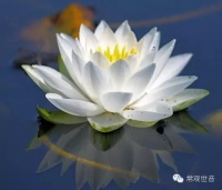 无名君子湛然身