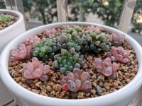 冬天到多肉玉露开花繁衍后代的时候了，去掉花箭保母本还是留看花