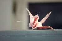 也许每一朵花儿都有工商银行绽放的权利！