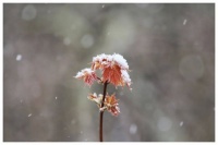 赏读 | 浪漫，在冬季