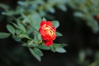 经典音乐：新的一年，时光不老，我们不散！