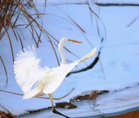 独爱老歌《南泥湾》（五首）