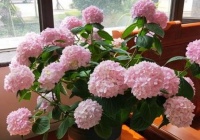 几款花卉，开花时散发怡人花香，香气扑鼻