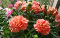 家里阳台必养的几款花卉，便宜还好养，怎么养都不心疼