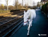 罗西；温柔一点容易被祝福｜名家阅读