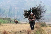 农村俗语“春狗嗅，夏狗精，秋狗灵，冬狗睡”啥意思？有道理吗？