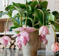 几种花卉花期长，花大色艳，花量超大轻松开成花海！