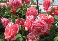 此4款花，开花量大，花开枝繁叶茂，冬天养护最适合