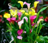 4种花常年开花易爆盆，清香四溢，对待新手很友好