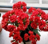 冬天种此几款小花，花香易打理，养在客厅美极了