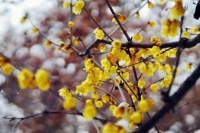 适合冬天养的花卉，是妥妥的开花机器，开花漂亮