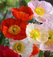 4种花很漂亮，好养易活能爆盆，花香四溢飘满屋