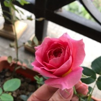 最适合养在家里的花，漂亮贵气又好养，四季开花不断