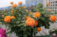 4种花越剪越旺，一定要舍得，花多到爆盆