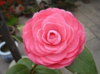 4种花最适合女生养，瘦身又美容，养1盆真值