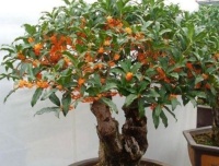 4种花特别好管理，一养就爆盆，花朵姿态万千，美极了