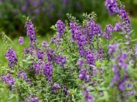 家里阳台养此款花，新手也能养爆盆，变成瀑布好漂亮