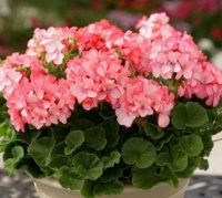 冬天养此款花卉，越不理越旺盛，超好养