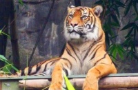 俗语说：“三虎出一豹，三斑出一鹞”啥意思？老祖宗的经验之谈