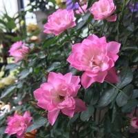 超美艳的3种花，花量易爆盆，好养易管理，对待新手很友好