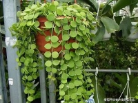 熬过艰难的2020年，2021年一切重新开始！