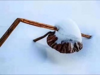 春天的莲子，不再沉默