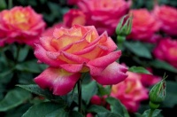 美得出奇的4种花，花朵超漂亮，一年开花多次，养护容易