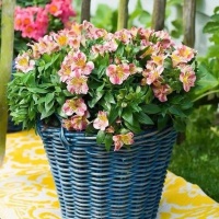 3种花对待新手很友好，好养易管理，开花勤快，香气浓郁