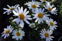 4种花太漂亮了，美丽若玫瑰，四季都开花，室内也能养