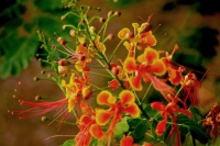 此花有着最为热情的颜色，但是却是悲伤的花，一年还能盛开两季