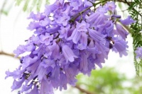 此花有着最为典雅的花色，但却有着很沉重的感觉，是忧郁的花