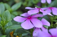 此花所寓意的是最快乐的回忆，花色鲜艳但却显得优雅