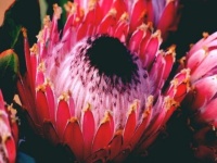 帝王花就像是花中的王，是胜利和富贵的象征，也是圣树